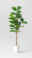 Artificial Fiddle leaf tree 72” H