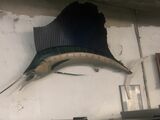 Massive SAILFISH 8 plus feet long