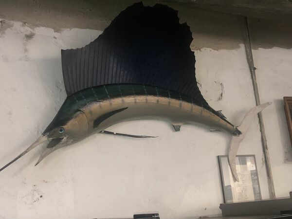 Massive SAILFISH 8 plus feet long