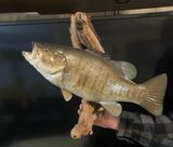 Large Mouth Bass Mounted