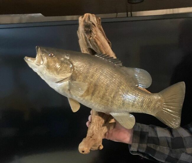 Large Mouth Bass Mounted