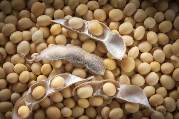 NON-GMO SOYBEANS 
USD580/MT ap@mktede.com
WHATSAPP +2348034707706