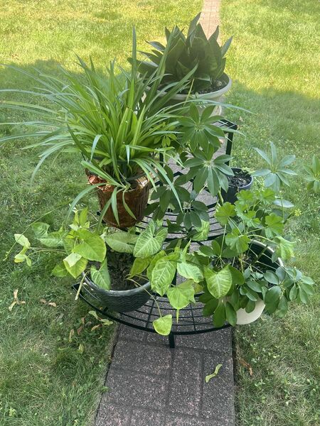 Metal Rack With Five Beautiful Plants, Only $49.00 For All