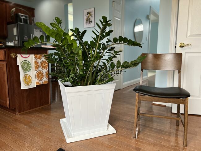 Large ZZ Plant with Planter (indoor/outdoor)