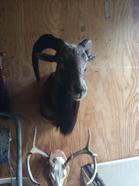 Taxidermy