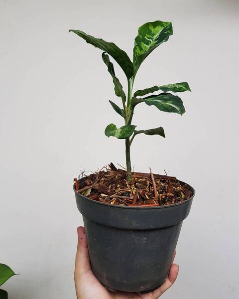 Aglaonema Pictum Tricolor